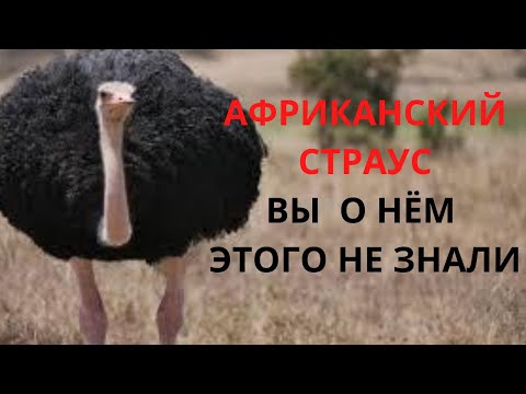 Видео: Африканские страусы интересные факты. Страус в деле.