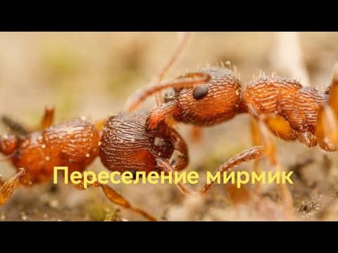 Видео: Переселение мирмик в ферму от AntBlade