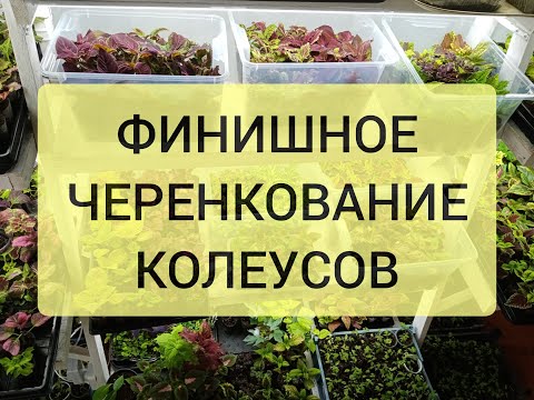 Видео: ФИНИШНОЕ ЧЕРЕНКОВАНИЕ КОЛЕУСОВ