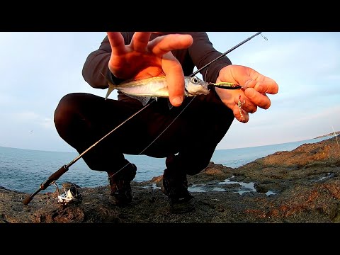 Видео: Риболов на сафрид с пилкер - 05.06.22