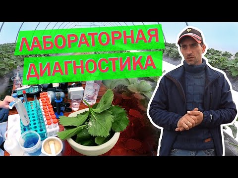Видео: Листовая диагностика клубники