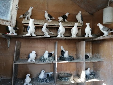 Видео: БОКАСТЫЕ ГОЛУБИ ВЛАДИМИРА ЕГОШИНА  г  УФА