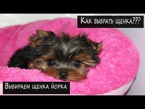 Видео: Собаководство:Как выбрать щенка??