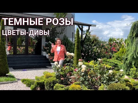 Видео: ТОП-17 ТЕМНЫХ РОЗ 🌹 в моем саду — сорта и советы по уходу | Почти черные розы | Темные сорта роз