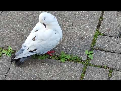 Видео: Белый голубь средь бела дня