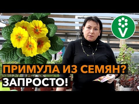 Видео: Как и какую ПРИМУЛУ ПОСАДИТЬ для фантастического цветения?