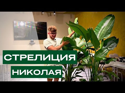 Видео: ОЗЕЛЕНЕНИЕ RADISSON BLU продолжение