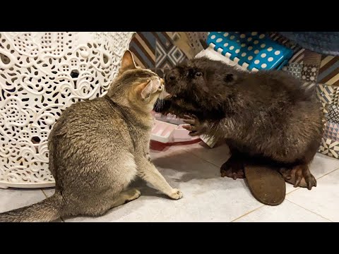 Видео: БОБР ЗНАКОМИТСЯ С БАРХАННЫМИ КОШКАМИ И СИНГАПУРАМИ