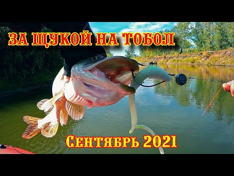 Видео: Щука на реке Тобол. Отличный осенний день. Ловля на джиг.