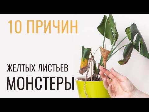 Видео: №49. Монстера. Какой нужен уход за растением, чтобы листья не желтели.