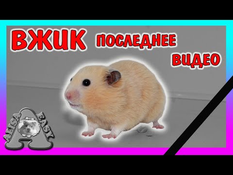 Видео: ПОСЛЕДНЕЕ ВИДЕО хомки ВЖИКА / ВЖИК на РАДУГЕ / Очень грустное ВИДЕО / До слез / Alisa Easy Pets