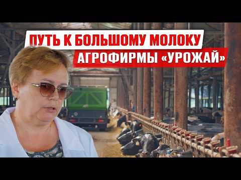 Видео: Как получать больше молока? | Кормление молодняка | Рацион высокоудойных коров | Агрофирма Урожай