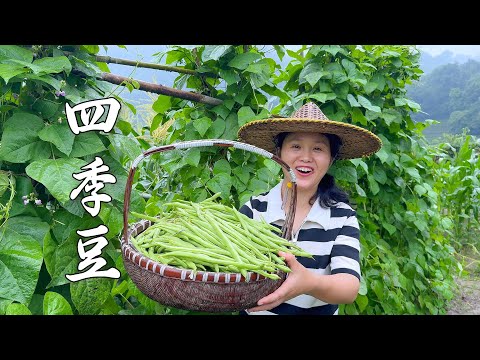 Видео: Здесь так много стручковой фасоли, что я не могу ее доесть. Это так вкусно.