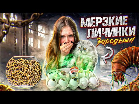 Видео: НАС ХОТЕЛИ ОТРАВИТЬ В ДЕНЬ РОЖДЕНИЯ | испортили праздник личинками