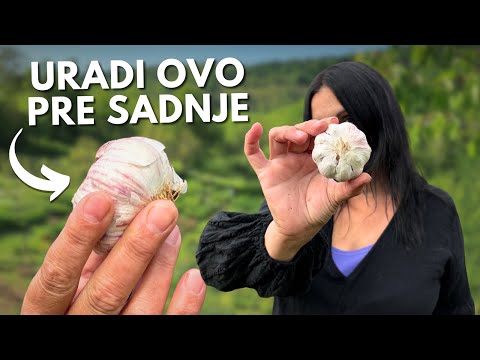 Видео: 9 САМЫХ БОЛЬШИХ ОШИБОК При Посадке ЧЕСНОКА