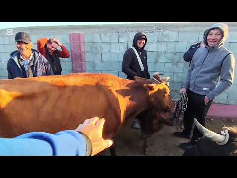 Видео: 29 ОКТЯБР КАРАОЗЕК МАЛ БАЗАР БАХАЛАРЫ 