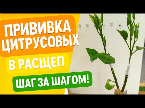 Видео: Как правильно привить цитрус в расщеп — простой способ для любого цитруса!