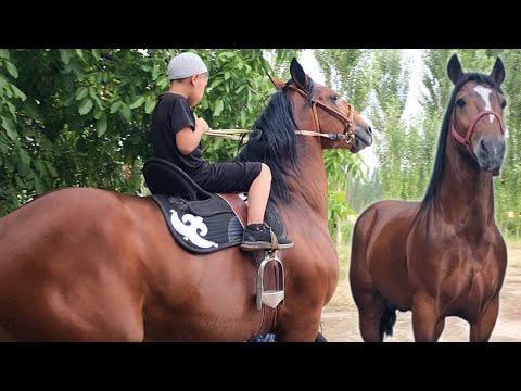 Видео: ОТМИСАН ОТ ЭКАН ЖОНИВОР.. ЖАМШИДБЕКДА ОТНИ ОЛОВИ😱 #лошадки #rek #horse #otbozor