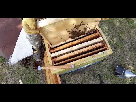 Видео: Новая матка. Почему не сеет?