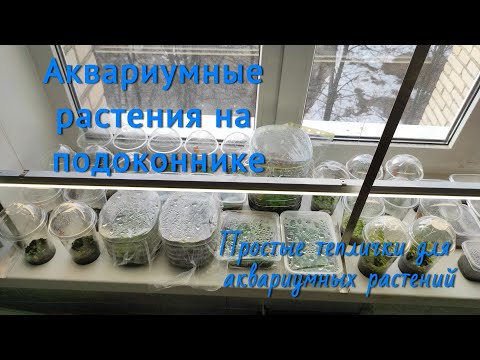 Видео: Аквариумные растения на подоконнике.