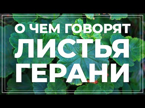 Видео: Листья герани желтеют, краснеют, сохнут, скручиваются... Болезни и вредители пеларгонии