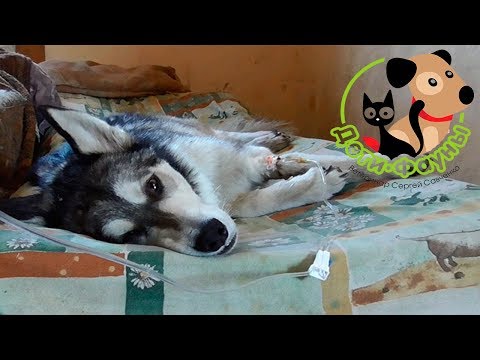 Видео: Рвота у собаки, собаку рвет, что делать? Советы ветеринара
