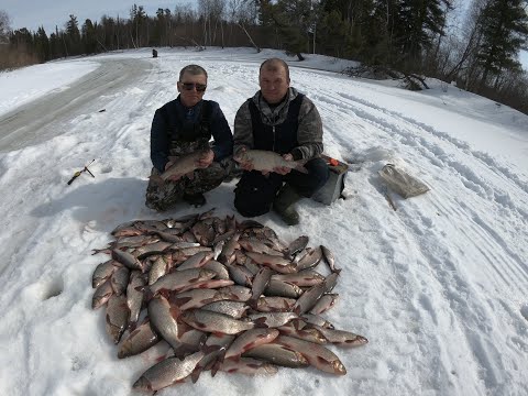 Видео: КУДА не кинь везде ЯЗЬ, ЯЗЬ и СОРОГА!!! А ХОТЕЛИ просто ЛОВИТЬ КРУПНОГО ОКУНЯ! Закрыли Сезон ЗИМНИЙ!
