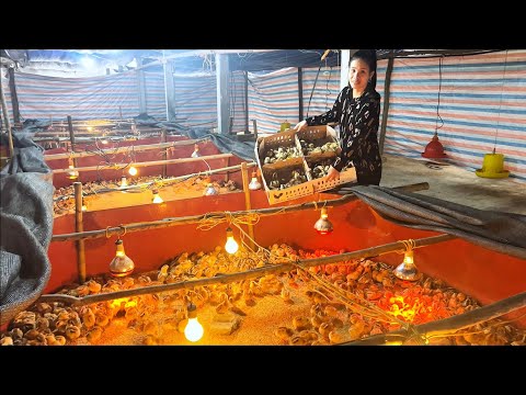 Видео: Как ухаживать за недавно вылупившимися цыплятами. Поделитесь секретом успешного выращивания кур