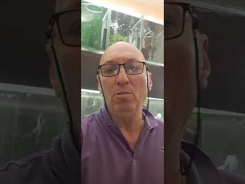 Видео: Как се отглежда рибка Бета или златна рибка?