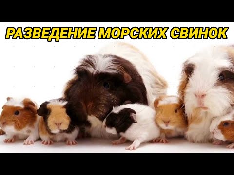 Видео: Разведение морских свинок в домашних условиях. Морские свинки – размножение, беременность и уход