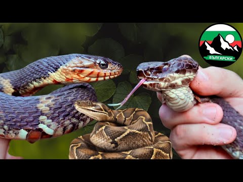Видео: Смъртоносни УХАПВАНИЯ 🐍 Котънмаут vs Водни Змии vs Питон | Brave Wilderness Български