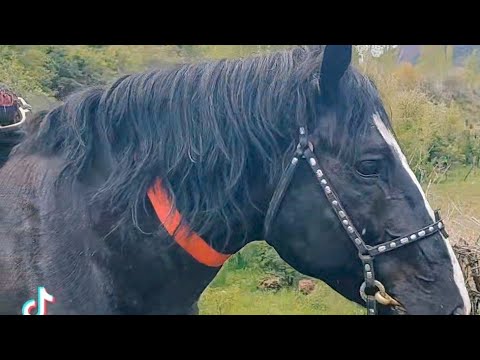 Видео: БЕХТАРИН МУСОБИКАИ БУЗКАШИ | АЗ ТАРАФИ АЛОВИДДИН БАРФИЕВ | ТАВИЛДАРА САНГВОР 05.05.2024.
