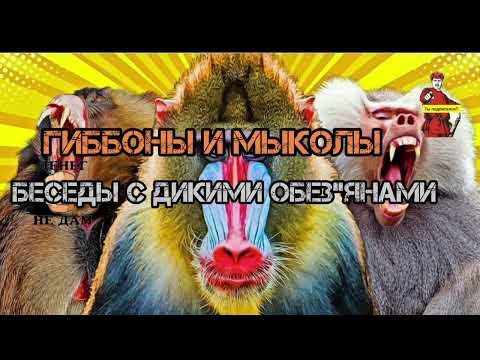 Видео: БЕСЕДЫ С ДИКИМИ ОБЕЗ"ЯНАМИ