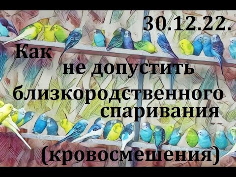 Видео: TimPtitZ: Как не допустить кровосмешения при стайном разведении попугаев?