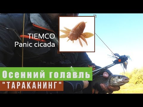 Видео: Осенний голавль. "Тараканинг" [TIEMCO Panic cicada]