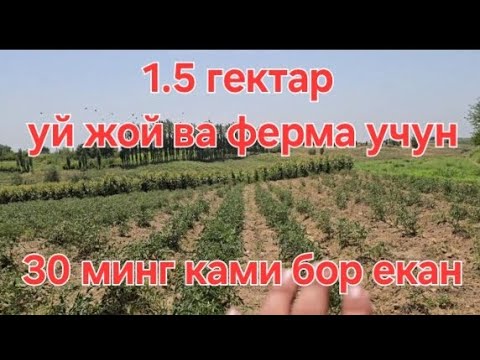 Видео: Катта ер сораганларга арзони улгуриб колинг