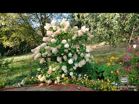 Видео: Осенний дачный сезон открыт товарищи.#дача#осень#благодать