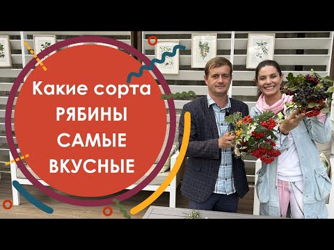 Видео: Дегустация рябины. Какие сорта рябины плодовой самые вкусные