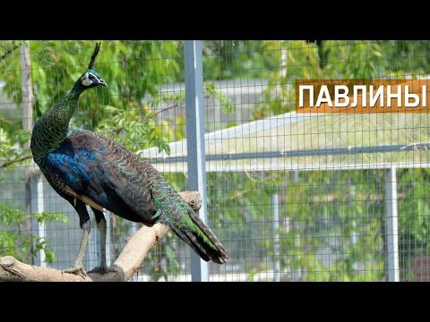 Видео: Большая коллекция разных павлинов. Зооферма "Алексин-страус"