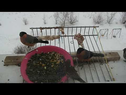 Видео: Снегири прилетели