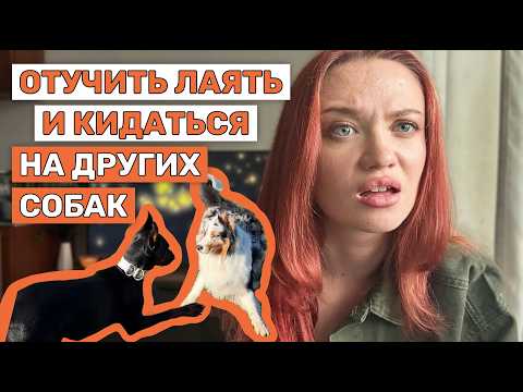 Видео: Собака тянет к другим собакам? | Как я приучила добермана спокойно реагировать на других собак
