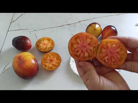 Видео: Великолепные сорта томатов Софии Сааковой порадовали вкусом и окраской.10.09.2025