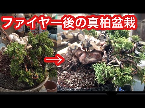 Видео: Flame and Makashi Bonsai Gin, рис, проволока, форма, сосновый жир, yajimaen @ семена бонсай