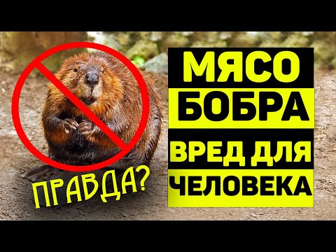 Видео: Можно ли есть мясо бобра? НЕПОПРАВИМЫЙ ВРЕД здоровью человека!?