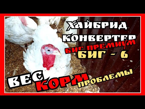 Видео: САМЦЫ РВУТ САМОК / ИНДЮКИ ХАЙБРИД КОНВЕРТЕР, БИГ 6 и БИГ ПРЕМИУМ / ВЕС / ПРОБЛЕМЫ и СПОСОБЫ РЕШЕНИЯ