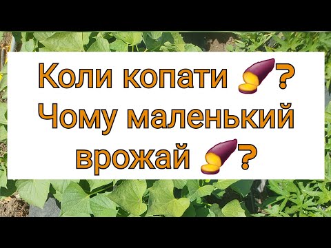 Видео: Коди копати батат 🍠🌿 + відповіді на запитання 