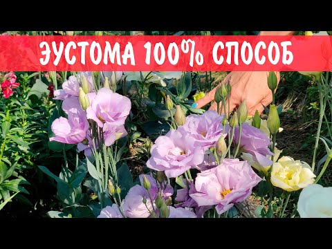 Видео: Проверенный способ 100% всхожести эустомы! Посев эустомы из семян!