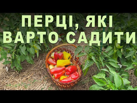 Видео: ТОП-ЛИСТ ПЕРЦІВ: гібриди (сорти), які здивують вас урожаєм, смаком і стійкістю до хвороб