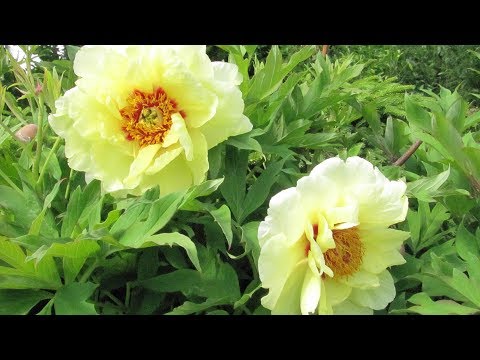 Видео: Покупка древовидных пионов в коробке