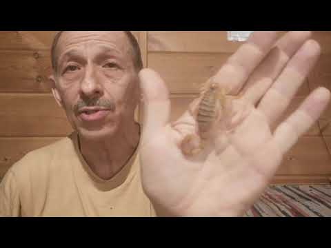 Видео: Жёлтый израильский скорпион - правда и только правда.
